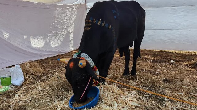 Closeup view of decorated black calf at krishi mela showcasing rural livestock tradition