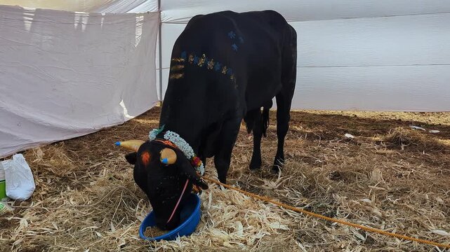 Closeup view of decorated black calf at krishi mela showcasing rural livestock tradition