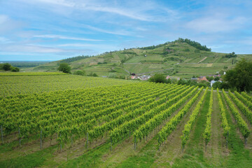 Fototapeta premium Achkarren Kaiserstuhl Germany Vineyard Vista on Rolling Hills
