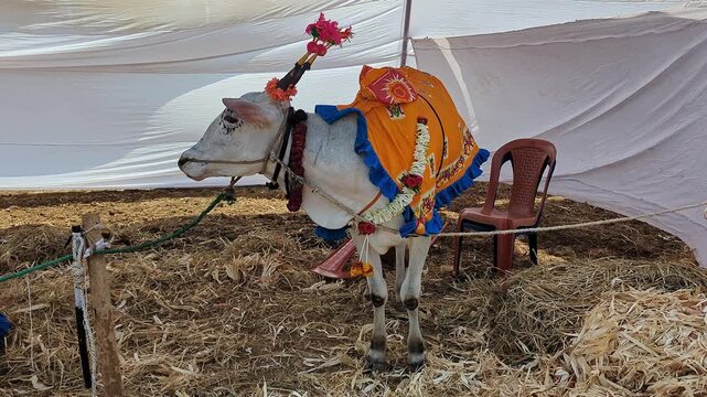 View of decorated bull at krishi mela showcasing traditional rural culture and festive celebration