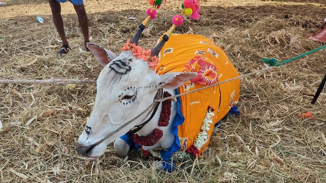 View of decorated bull at krishi mela showcasing traditional rural culture and festive celebration
