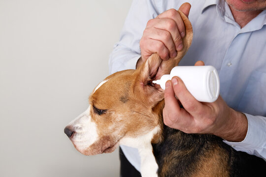 A veterinarian carefully applies ear drops to a beagle