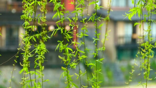 風に揺れる柳
