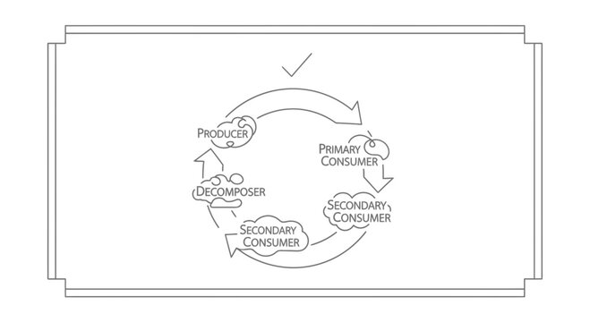 Ecosystem Food Chain Diagram: Producer, Consumer, Decomposer Cycle