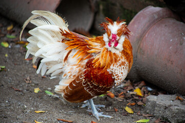 Golden Buff laced Polish bantam rooster with a wild feathered crest standing outdoors  © Pak Lang