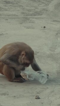 Agra, Uttar Pradesh, India. Monkey Takes Food Out Of Plastic Bag. Concept Problem Of