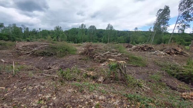 Coupe de bois de chauffage