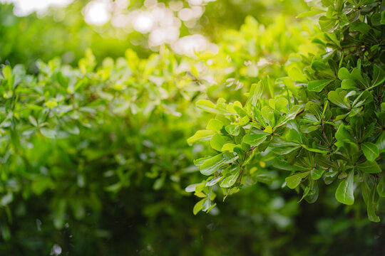 Black afara, combretaceae or Ivory Coast almond or Terminalia ivorensis or leaves background