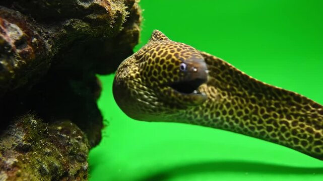 Moray eel with patterned and spotted skin swimming near rock in vibrant green underwater marine environment showing sharp teeth detailed texture aquatic ocean predator wildlife animal