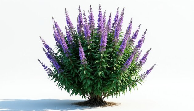 Chaste tree vitex shrub with tall purple flower spikes, green leaves, and visible root system. Botanical plant for garden or medicine. Summer bloom.