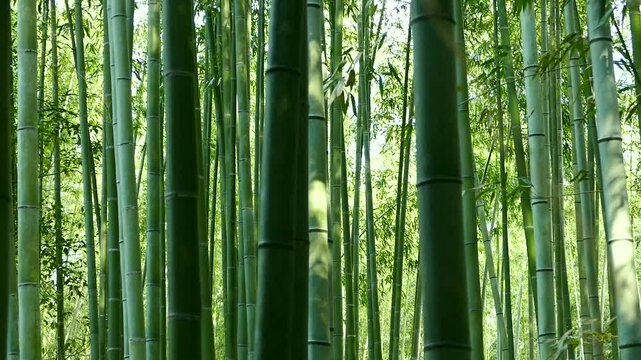 嵯峨野の竹林