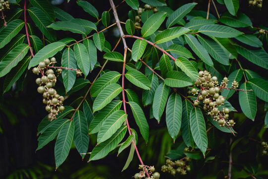 Fresh green fruit of the bungor or lagerstroemia floribunda jack tree