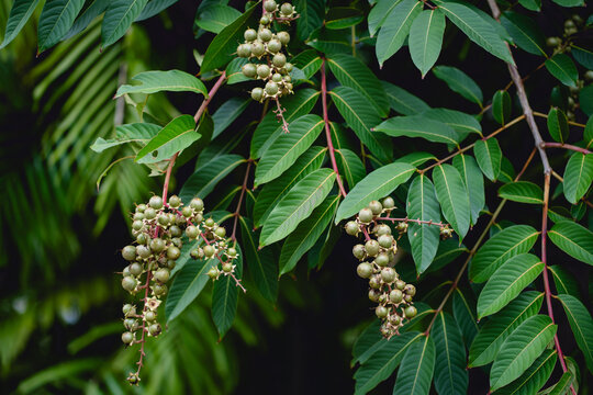 Fresh green fruit of the bungor or lagerstroemia floribunda jack tree
