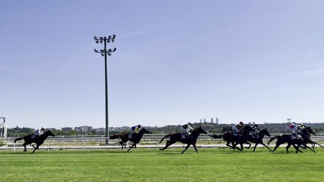 Caballos a galope en carrera h&iacute;pica hip&oacute;dromo turf rush recta pista racecourse de hierba con jockey y pura sangre galopando a velocidad horse gallop