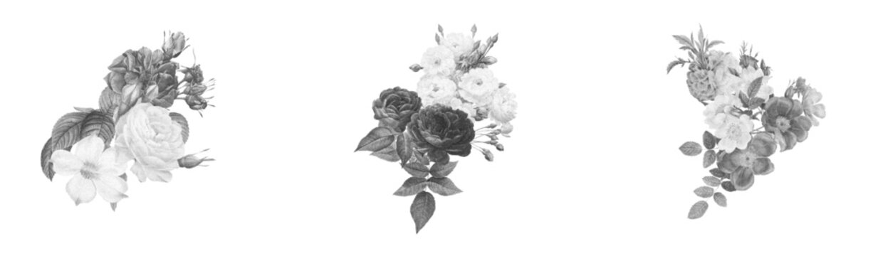 Elegant rose bouquet collection in vintage engraved illustration style.