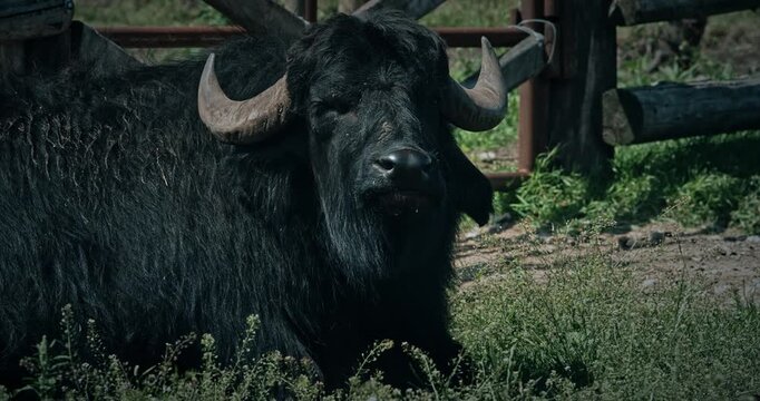 Grand Black Buffalo With Strong Horns Against Wooden Fence