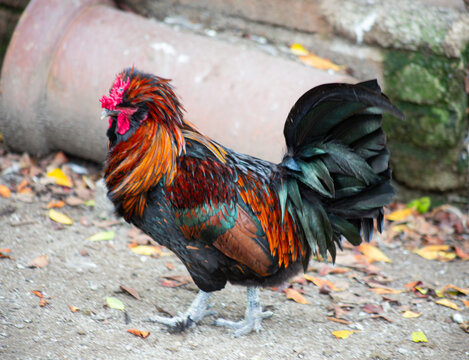 Stunning Orlov Rooster with Vibrant Orange and Black Plumage Walking Outdoors