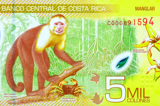 Costa Rica 5000 Colones 2018 Polymer Banknotes.Alfredo Gonz&aacute;lez Flores is the President of Costa Rica.back of money with a capuchin monkey.World money collection.Bonistics.Fragment for design.