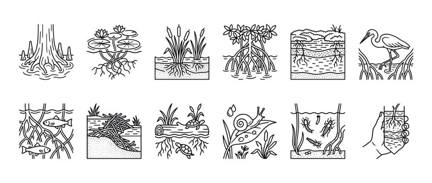 Wetland ecosystem line art icon set showing swamp flora and fauna like mangrove, cypress, heron, fish, and turtle in a minimalist black and white vector illustration style