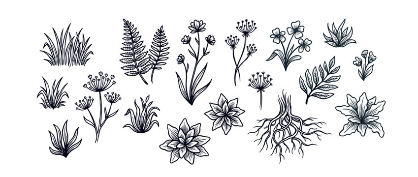 Hand-drawn black and white botanical illustration set featuring various flowers, leaves, grass, a fern, and roots in a detailed sketch or engraving style for design elements