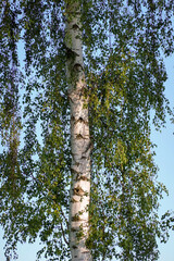 Fototapeta premium Tall Birch Tree With White Bark And Lush Green Leaves Against Clear Blue Sky