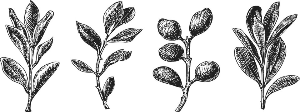 botanical illustration of various leaves and berries hand drawn foliage twigs branches natural engraving sketch set vintage detailed line art
