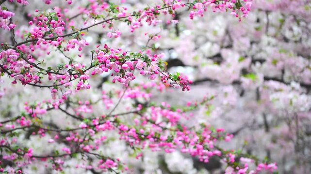 風に揺れる桜の花