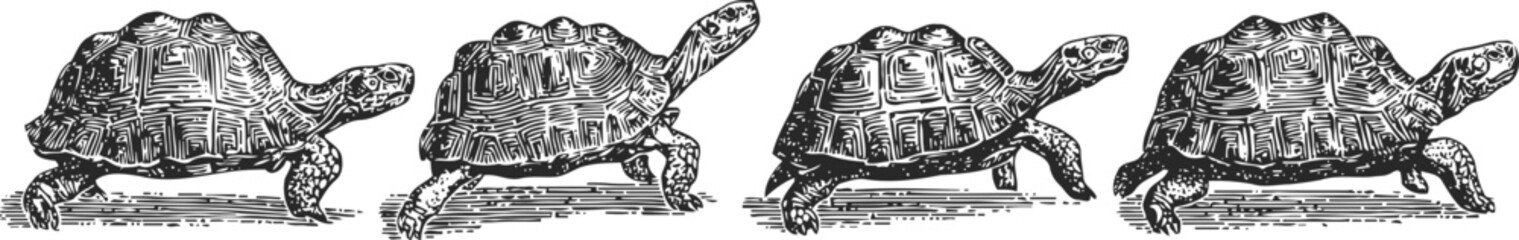 Obraz premium vintage engraving of four tortoises in different walking poses