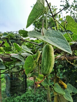 Fresh Pointed Gourd Close Up