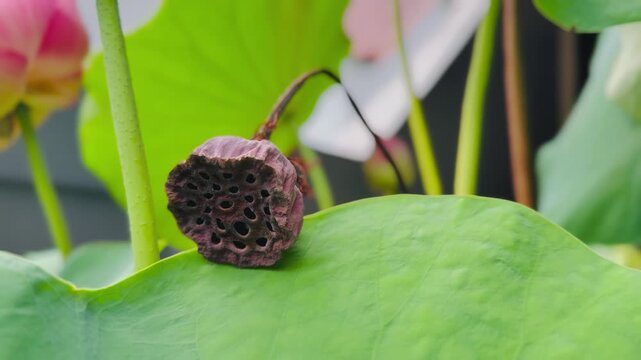 lotus flower seed pod that is a dry part