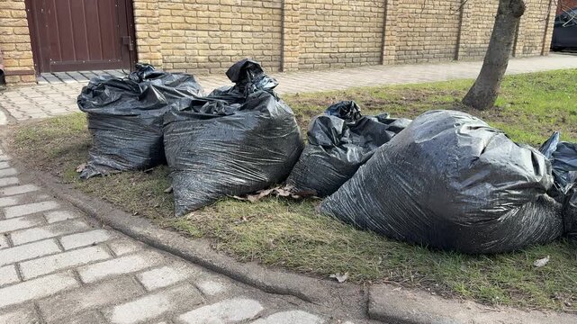 Black garbage bags on lawn, piled along cobblestone path under small tree by cottage, overflowing plastic sacks with yard waste