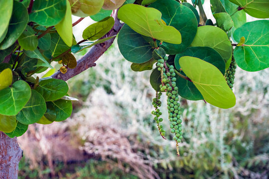 A cluster of green sea grape fruit hangs from a branch among broad leaves in Abu Dhabi.