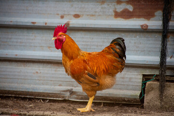 Proud Rooster Standing by Corrugated Metal Wall © Pak Lang