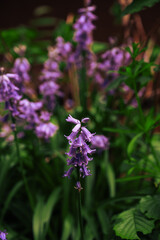 hiacyntowiec w ogrodzie © Agata