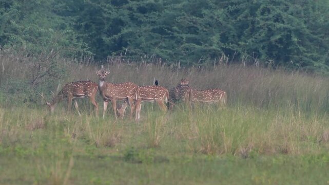 Indian Spotted Deer or Chital or Axis axis herd at Umred Karhandla, Maharashtra