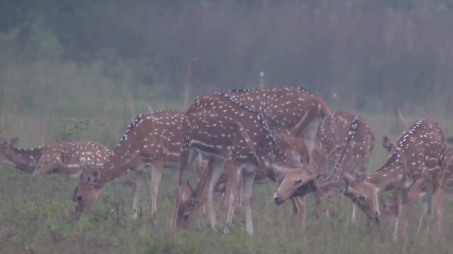 Indian Spotted Deer or Chital or Axis axis herd at Umred Karhandla, Maharashtra