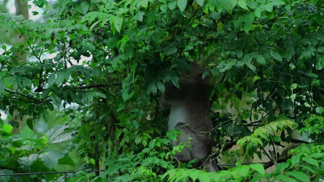 Wild long-tailed macaques in the Sacred Monkey Forest in Ubud, Bali, Indonesia.