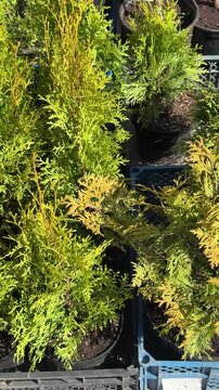 Potted thuja bushes displayed at market, sunlit trays of small conifer shrubs in plastic pots, vendor arranging rows, vibrant
