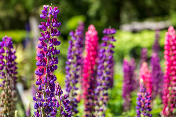 Obraz premium lupin flowers in the garden