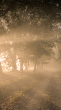 Misty forest path with golden sunbeams at sunrise, copy space, vertical, Limousin France