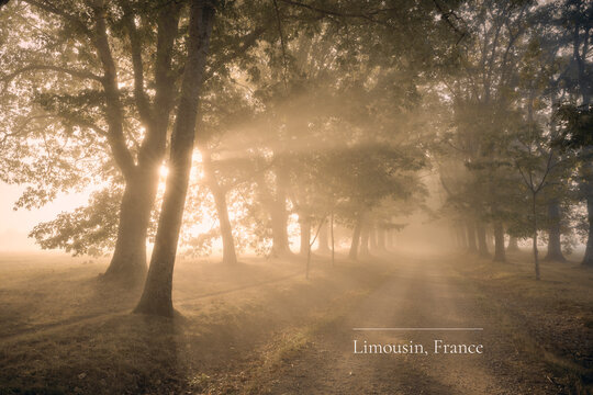 Misty forest path with golden sunbeams at sunrise, Limousin France, editorial