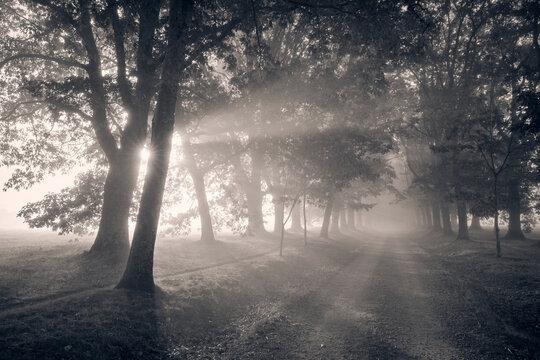 Misty forest path with dramatic sunbeams at sunrise, black and white, Limousin France