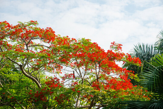 Beautiful flame tree branches covered in blooming Delonix regia red flowers in Vietnam. Artistic natural outdoor photography during summertime.