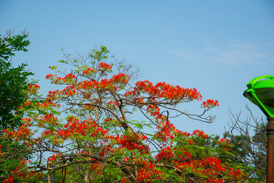 Traditional summer tree Delonix regia with iconic red flowers, symbols of student days in Vietnam. Urban park nature background.