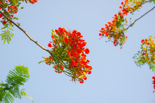 Vibrant red flowers of Delonix regia royal poinciana blooming against a bright sky in Vietnam. Low angle shot of tropical summer flora.