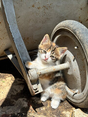 Cat standing in a village © In