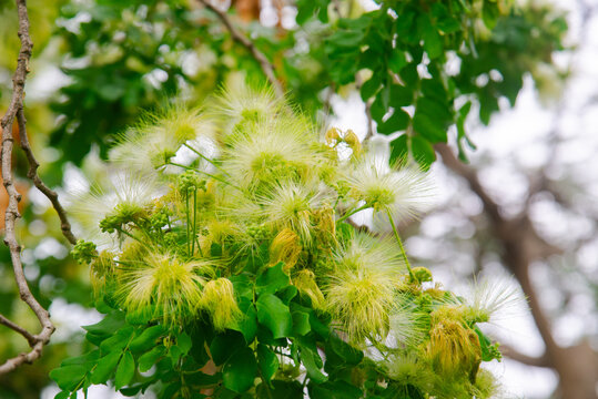 Fluffy yellowish-green blossoms of Albizia lebbeck siris tree with compound leaves in Vietnam. Detailed macro shot of tropical outdoor flora.