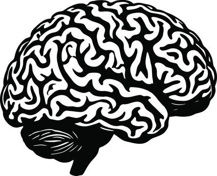 Detailed black and white human brain illustration showing folds and structure, neuroscience concept, medical anatomy design for educational visualization