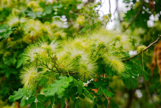Fluffy yellowish-green blossoms of Albizia lebbeck siris tree with compound leaves in Vietnam. Detailed macro shot of tropical outdoor flora.