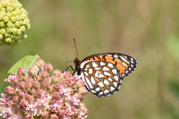 Obraz premium 03325-00604 Regal Fritillary (Speyeria idalia) female on Common Milkweed (Asclepias syriaca) Sand Prairie - Scrub Oak Nature Preserve Mason Co. IL